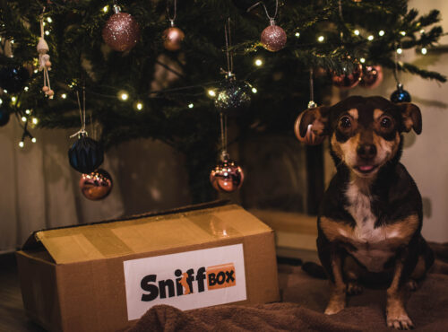 Egész évben jó voltam Sniffbox!